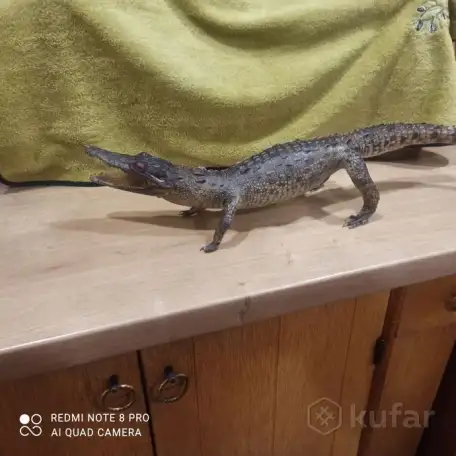 Чучело Крокодила. С Кубы Оригинал!, фотография 8