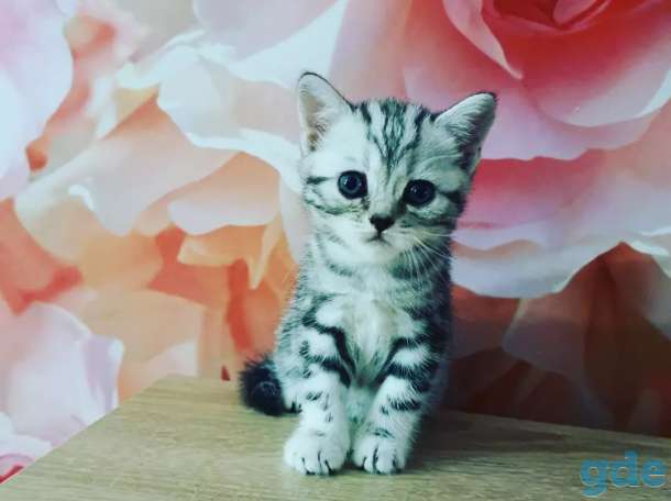 Шотландские котята, фотография 9