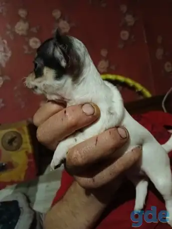 Чихуашки, фотография 5
