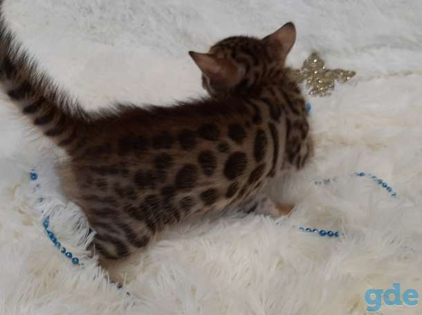 Бенгальские котята, фотография 6