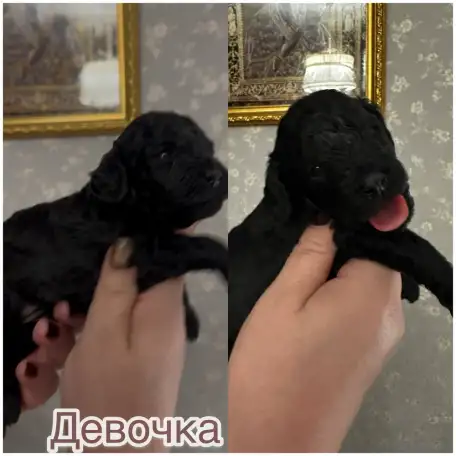 Щенки той-пудель, фотография 2