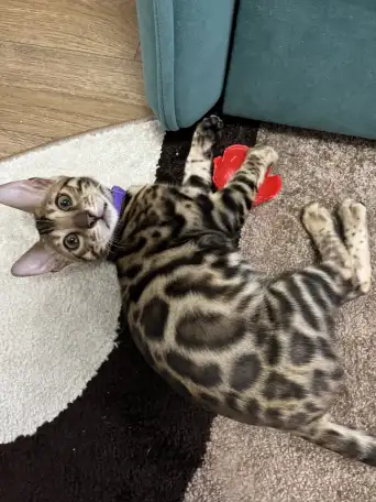 Бенгальский котенок. Мальчик, фотография 1