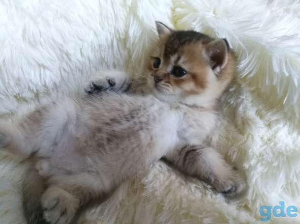 Британские котята золотой шиншиллы, фотография 2