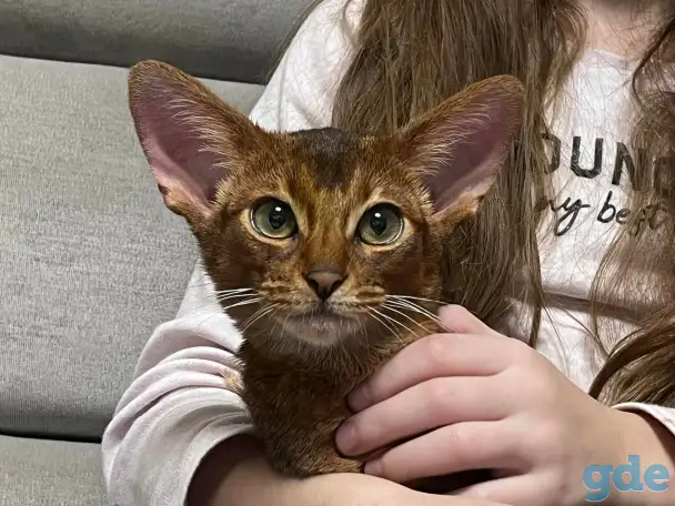 Абиссинские котята из питомника, фотография 1