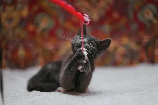 Милейший котеночек Масик мечтает найти семью!, фотография 16
