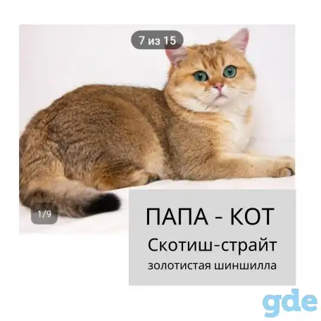 Продам шотландских  котят, фотография 6