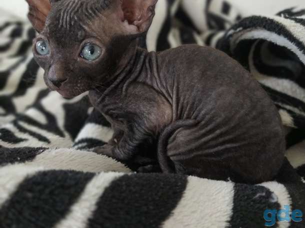 Котята Донской сфинкс, фотография 7