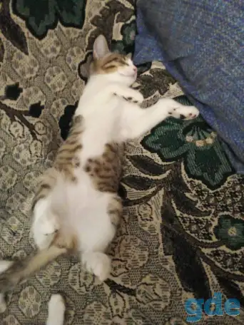 Котята в добрые руки, фотография 4