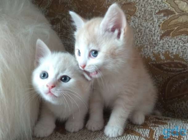 Британские котята, фотография 3
