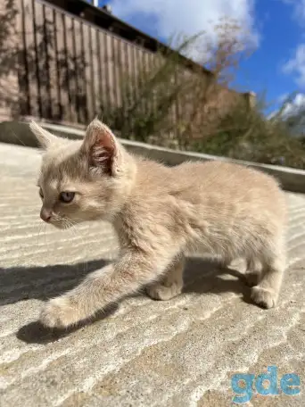 Котёнок (1 мес) в дар, фотография 7