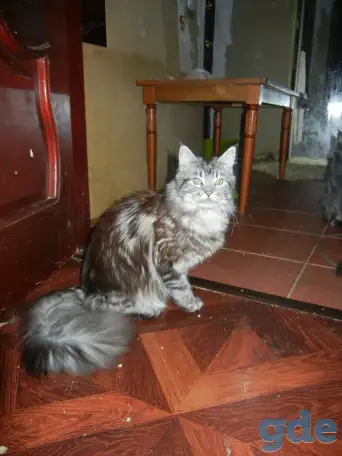 породистые котята мэйнкун, фотография 4