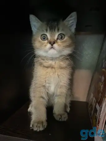Котята ШОТЛАНДЦЫ, фотография 5