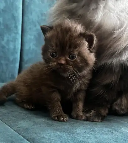 Котята шотландская вислоухая, фотография 3