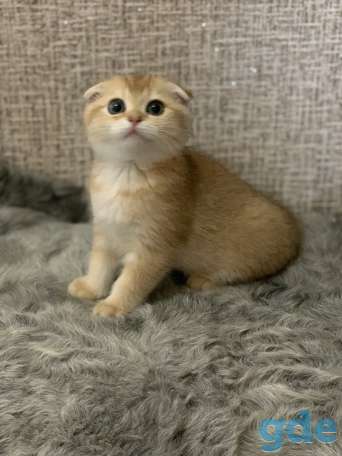 Шотландская кошечка, фотография 3