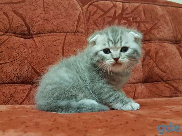 Шотландские Вислоухие и Прямоухие котята, фотография 6