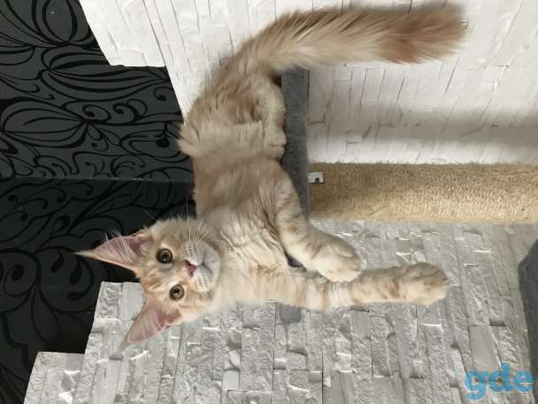 Котёнок мейн-кун, фотография 1