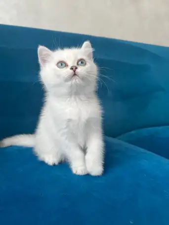 Британские котята, фотография 8