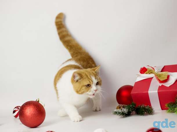Британские короткошерстные котята, фотография 2
