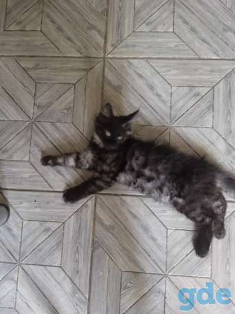 Продажа котят Мейн кун, фотография 4