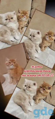 Котята экзотические короткошерстные, фотография 3