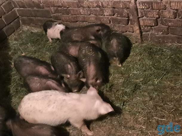 Продам  вьетнамских поросят, фотография 1