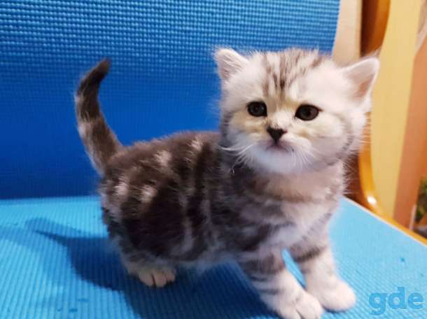 Шикарные, котята,от титулованных,родителей!, фотография 5