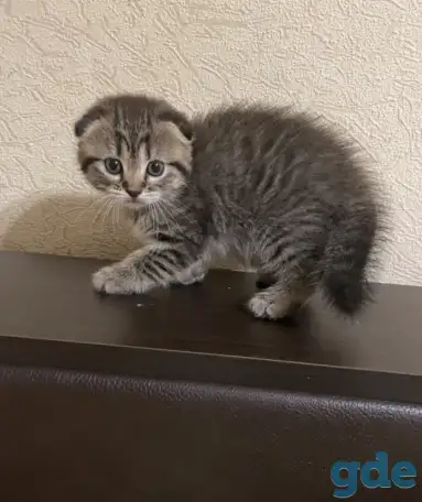 Шотландские котята, фотография 2