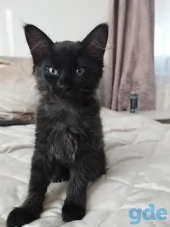 Отдам бесплатно котят от британцев, фотография 1