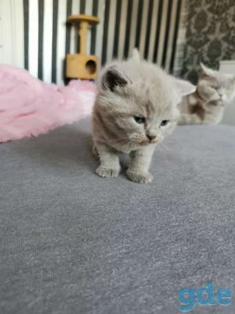 Британские плюшевые котята, фотография 4