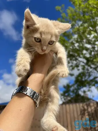 Котёнок (1 мес) в дар, фотография 2
