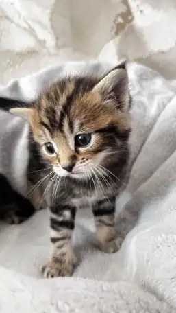 Котята помесь папа Мейн-Кун мама Шотландская скоттиш-страйт, фотография 5