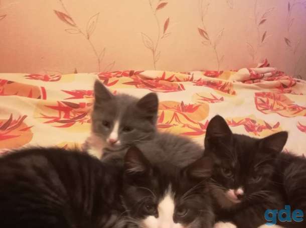 Замечательные котята в дар, фотография 2
