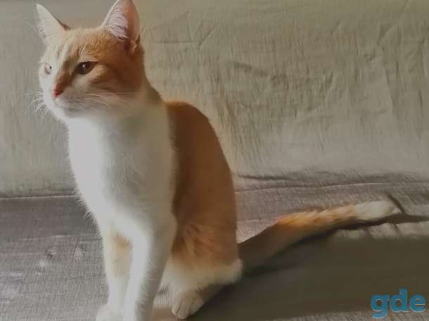 Котенок, фотография 1