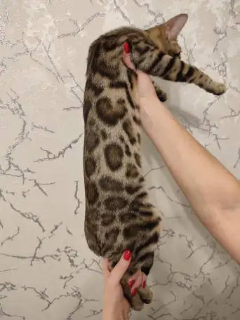 Бенгальский котенок мальчик, фотография 2