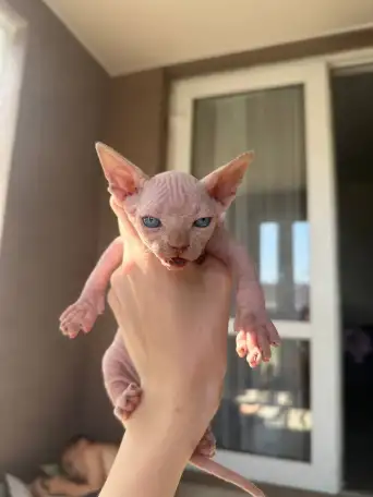 Котята канадского сфинкса, фотография 8