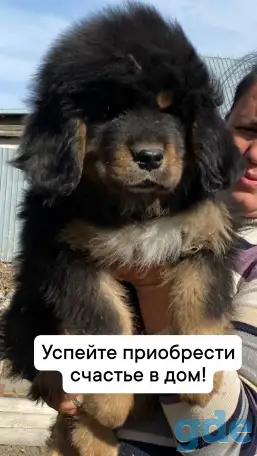 Щенки Тибетского Мастифа, фотография 1