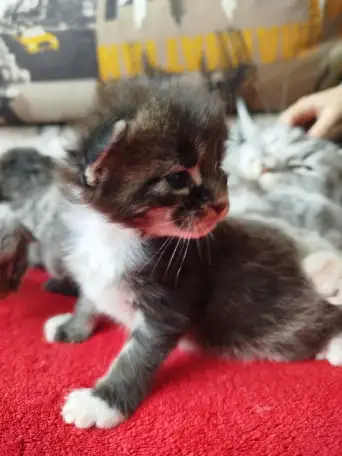 Котята мейн кун, фотография 7