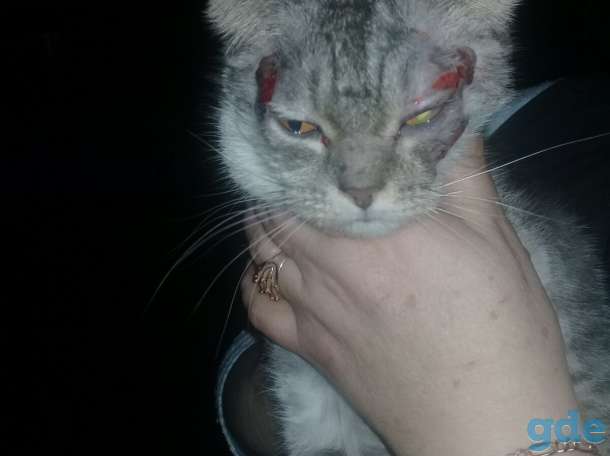 Потерялся котенок, фотография 2