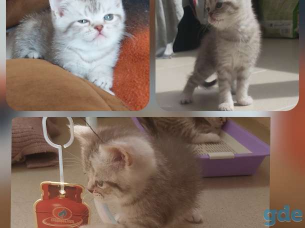 Шотландские котята, фотография 2