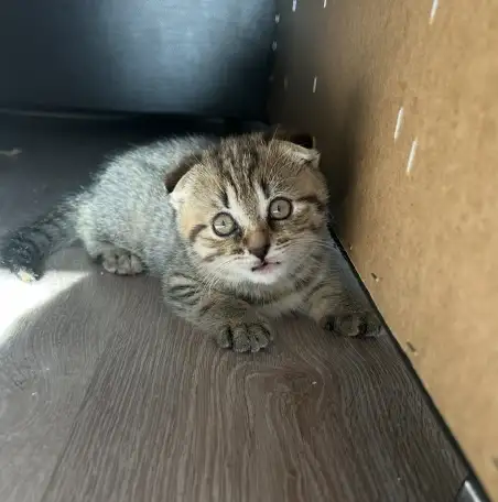 Шотландские котята, фотография 1