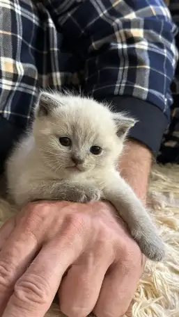Британские котята, фотография 3