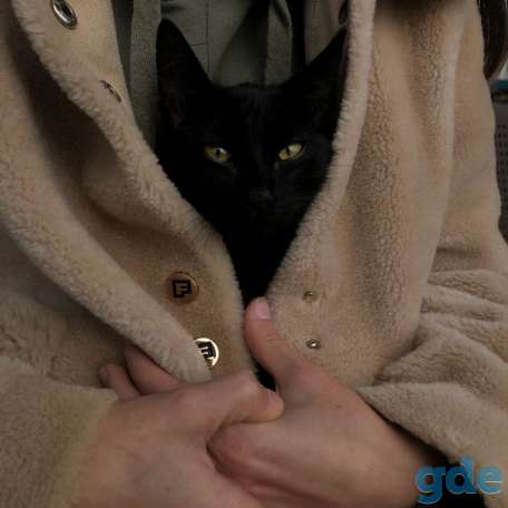 Котенок ищет дом, фотография 2