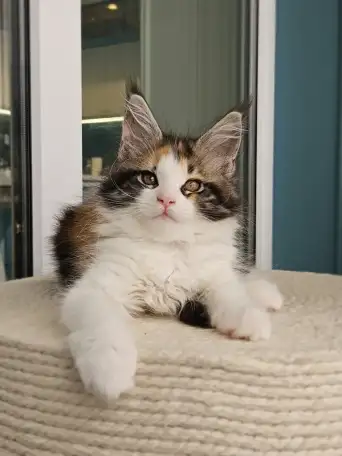 Котенок мейн кун из питомника, фотография 1