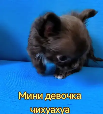 Чихуахуа мини девочка шоколадная есть очень красивые мальчики, фотография 3