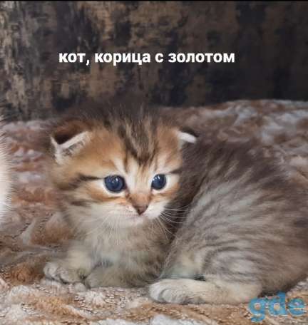 Шотланские и хайленд фолд котята, фотография 2