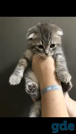 Шотландские вислоухие котята, фотография 8