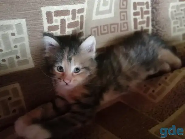 Котята в дар, фотография 3