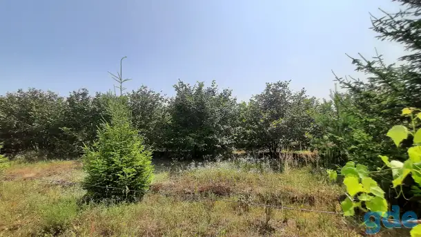 Сдам в аренду сад кустарников фундука, фотография 5