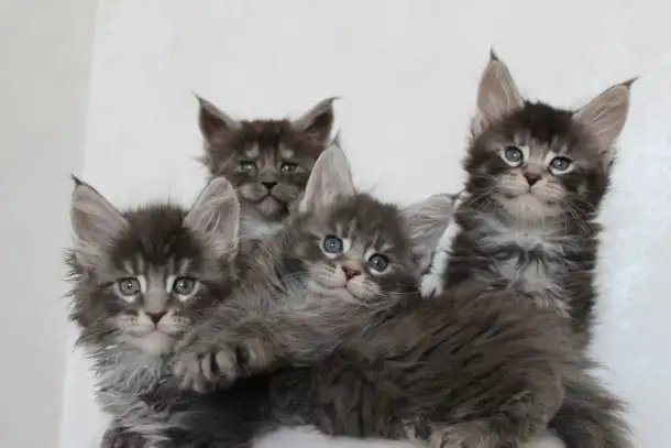 Котята мейн-кун!, фотография 4