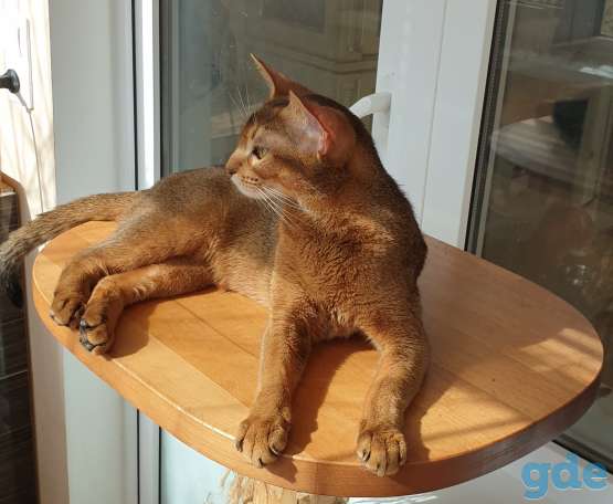 Абиссинский котенок из племенного питомника, фотография 8
